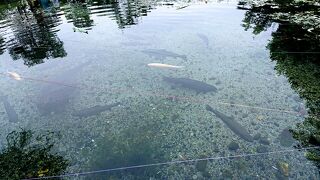 整備された散歩道