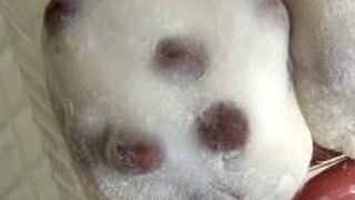 豆餅と言えば！