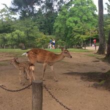 奈良公園
