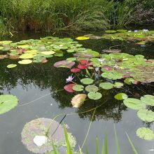 モネの庭