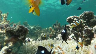 満潮時に泳いでみた