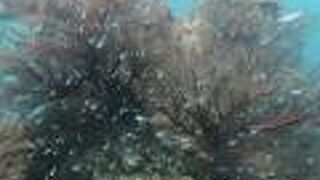 シュノーケルツアー