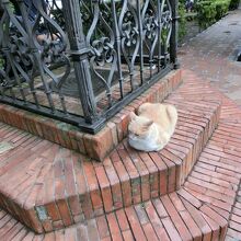 サンタ・クルス広場の猫集会