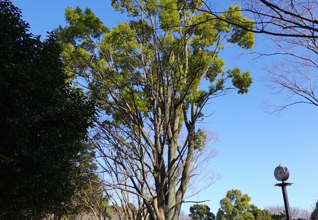 富里中央公園