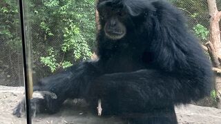 チャプルテペック動物園