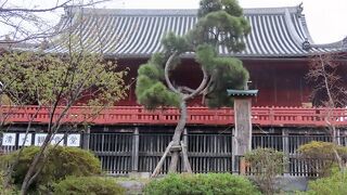 【月の松】松の枝を月に見立てて丸く加工、エブリナイトお月見