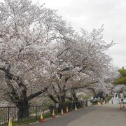 1.4kmにもおよぶ 桜並木を見ることができます。