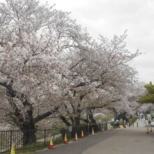 桜並木が綺麗でした。