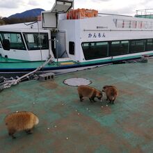 船の前でエサを食べるタヌキ