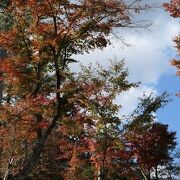 11月上旬のモミジは緑とオレンジのグラデーションが美しい