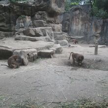 シンガポール動物園