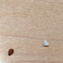 白いのが貝のかけら、これがいくつか入っていた