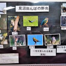 サギだけでなく様々な野鳥も訪れます