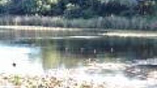 『見沼田んぼ』の自然が残されています