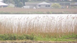 メダイチドリが見られました。