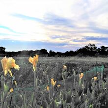 4Travel のこのページの地図が示している所の現在の光景