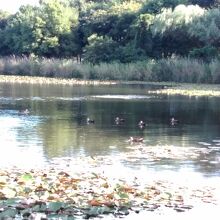 「見沼自然公園」です