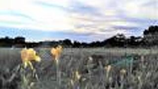 現在の『見沼田んぼ』には、「埼玉スタジアム2002」もあります！