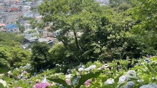 紫陽花と海のコントラスト