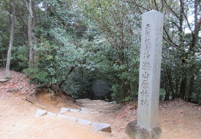 弥山原始林 クチコミ アクセス 営業時間 宮島 厳島神社 フォートラベル 弥山原始林 クチコミ アクセス 営業時間 宮島 厳島神社 フォートラベル
