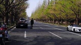 目の前がいちょう並木