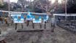 かわいいリスたちがいっぱい