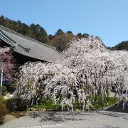 毘沙門堂の境内にある枝垂れ桜は最高