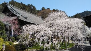 毘沙門堂の境内にある枝垂れ桜は最高