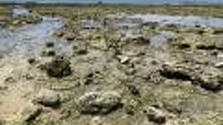 ドローンは禁止！