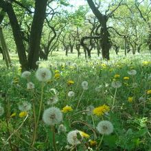 ５月の偕楽園梅林