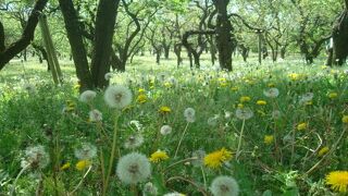 ５月の偕楽園はツツジだけでなく梅林もきれいでした