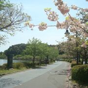 千波公園の遊歩道を5月に散策