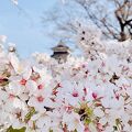 春の桜と松本城