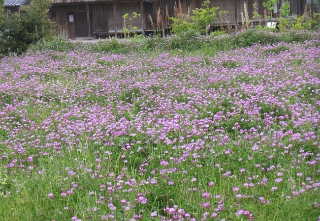 入れる建物は１箇所のみ。全体の雰囲気はいいです。