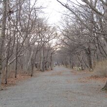 自然林の雰囲気