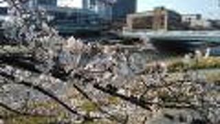 見事な桜を堪能できる鴨川