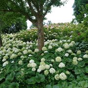 国営明石海峡公園に花を見に行きました。