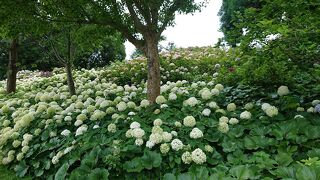 国営明石海峡公園に花を見に行きました。