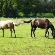 馬エリアには2頭の馬が