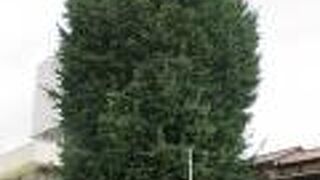 大銀杏の向こうは中央卸売市場