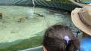 サメとクジャク