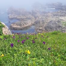 海霧の晴れ間に見えた海岸線と原生花園は幻想的。