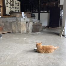 猫は涼しい場所を知っている