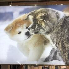 秋田犬がかわいい