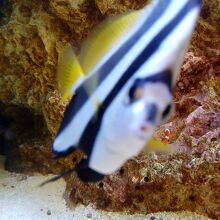 カメラ目線の熱帯魚