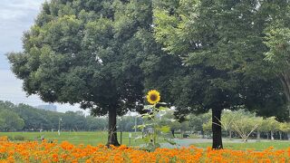 8月大宮第三公園キバナコスモスや向日葵が咲いていました！ 