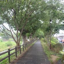 芹川けやき道