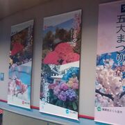 文京あじさいまつりのみならず、桜・梅・菊・つつじの花まつりが開催