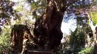 一番の見どころはこの巨大なクスノキ！