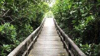 ヒルギの生態観察が出来ます。